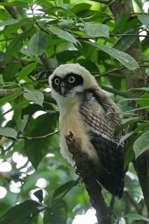 Spectacled Owl